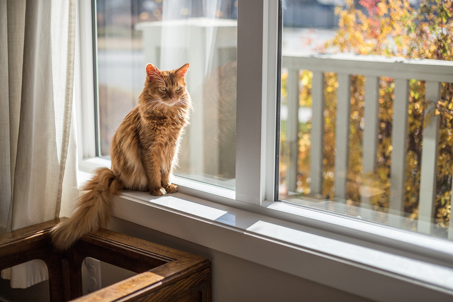 orange cat in front of window